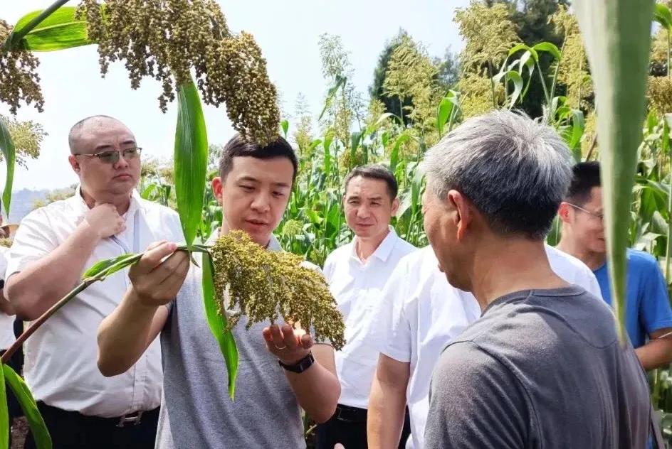 郎酒60万亩酿酒专用糯红高粱喜获丰收静待重阳下沙时节