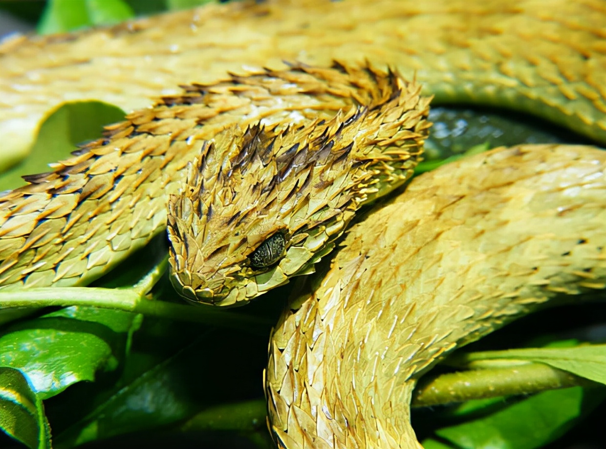 There are snakes that look like dragon scales. They are too lazy to be