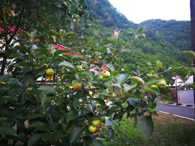 老明带你看吉林之美丽乡村望天鹅新村