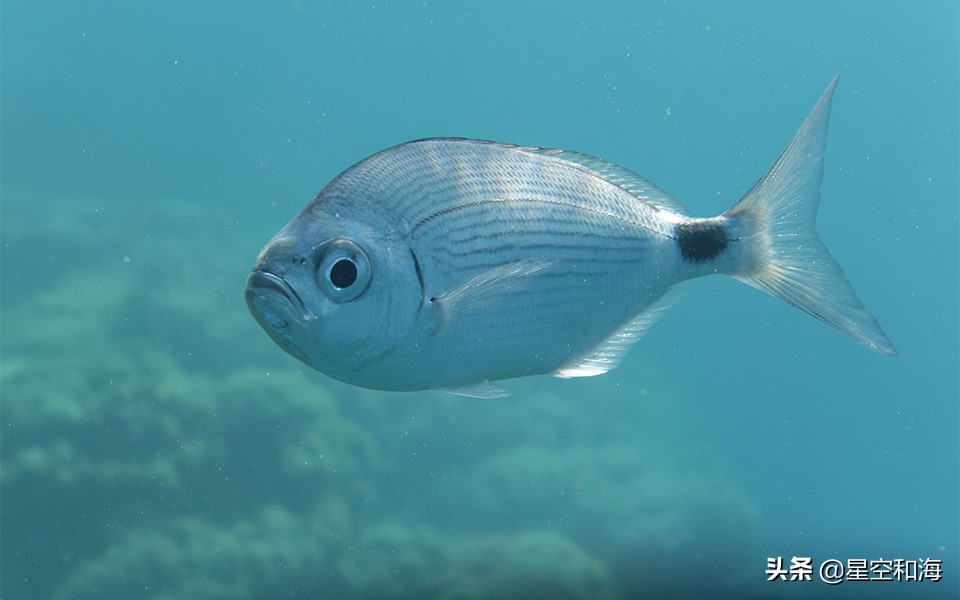 我吃的是哪种鱼 希腊的海鱼名称 资讯咖