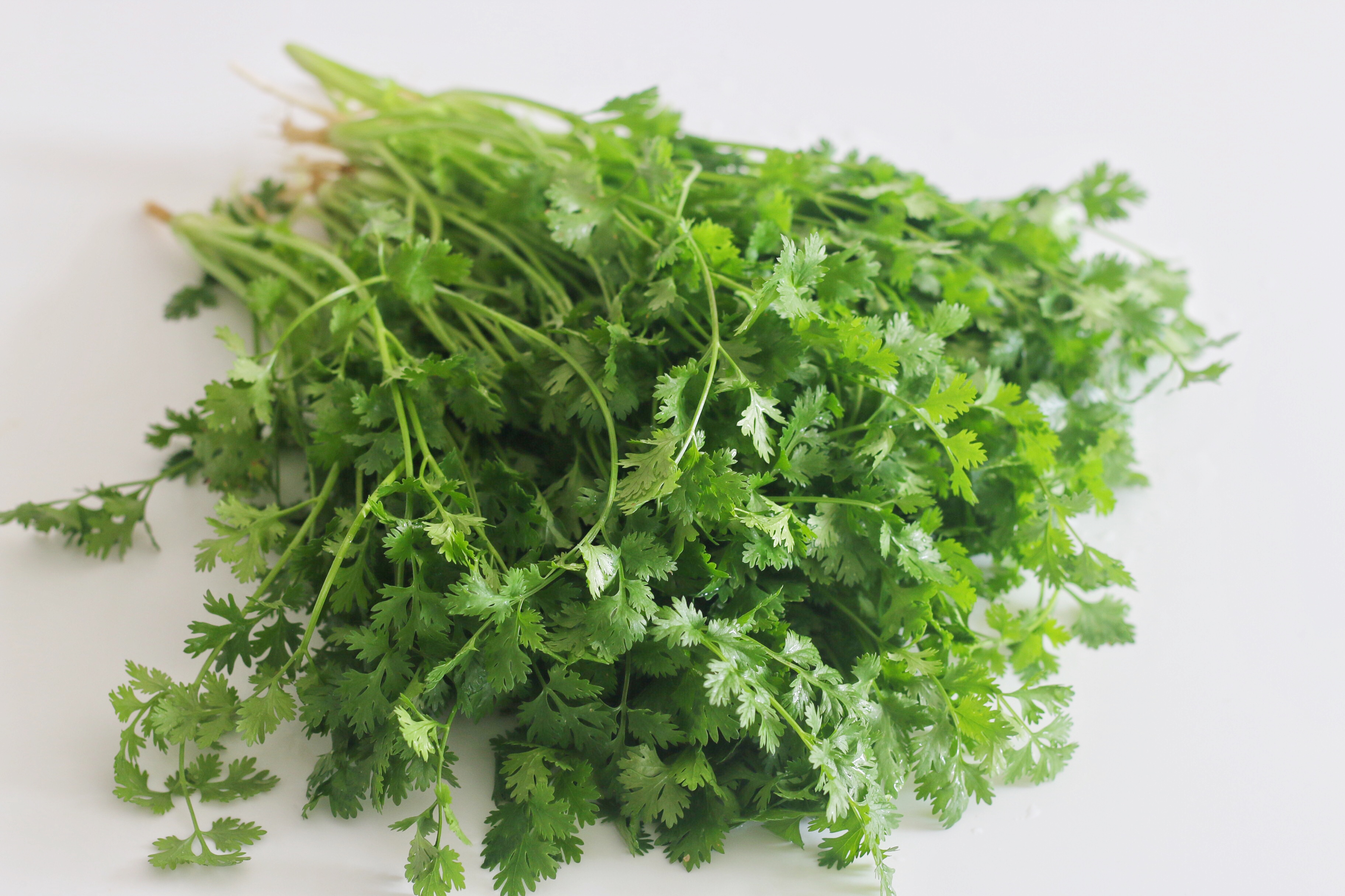 保存香菜，我有妙招，放一年不会坏，什么时候吃都新鲜如初