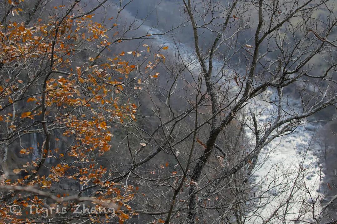 冰雪世界里的奇幻森林——唐家河、卧龙自然观察记