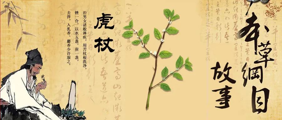 《本草纲目》故事：虎杖治疗结石