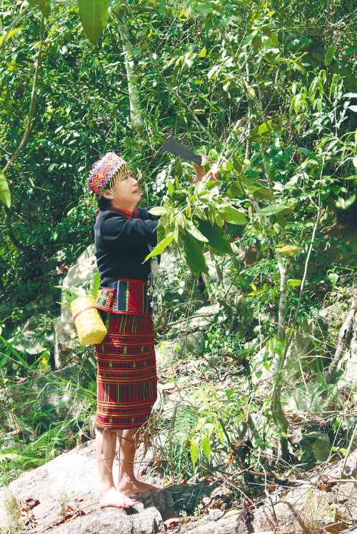 藏在大山里的神奇黎族医药，你了解吗？