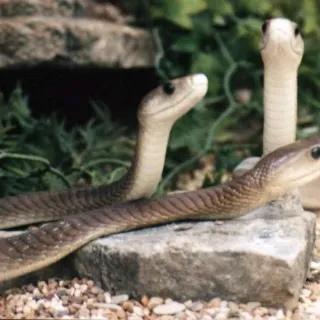 世界上毒性最強的十大毒蛇 誰最毒 資訊咖