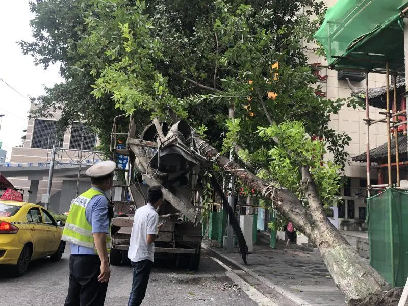 重庆|渝中警讯丨路边行道树被“连根拔起” “罪魁祸首”竟然是这辆罐装车
