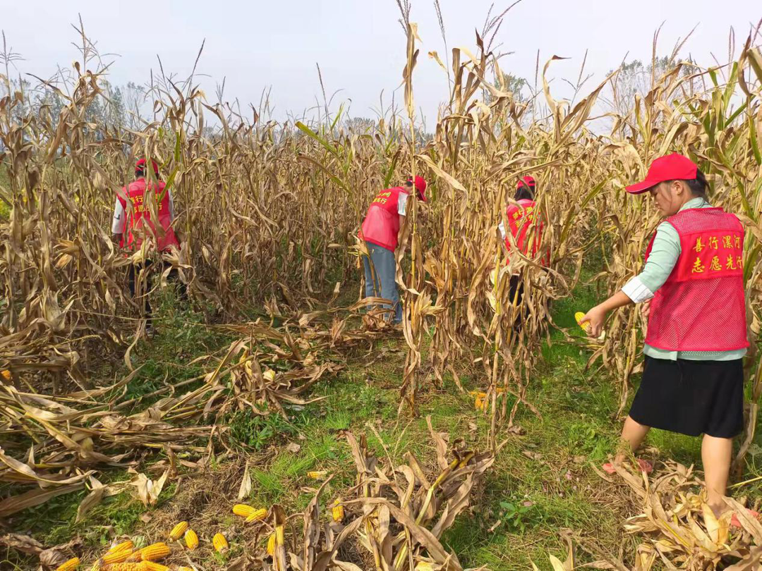漯河共青团组织开展助农抢收青年志愿服务活动