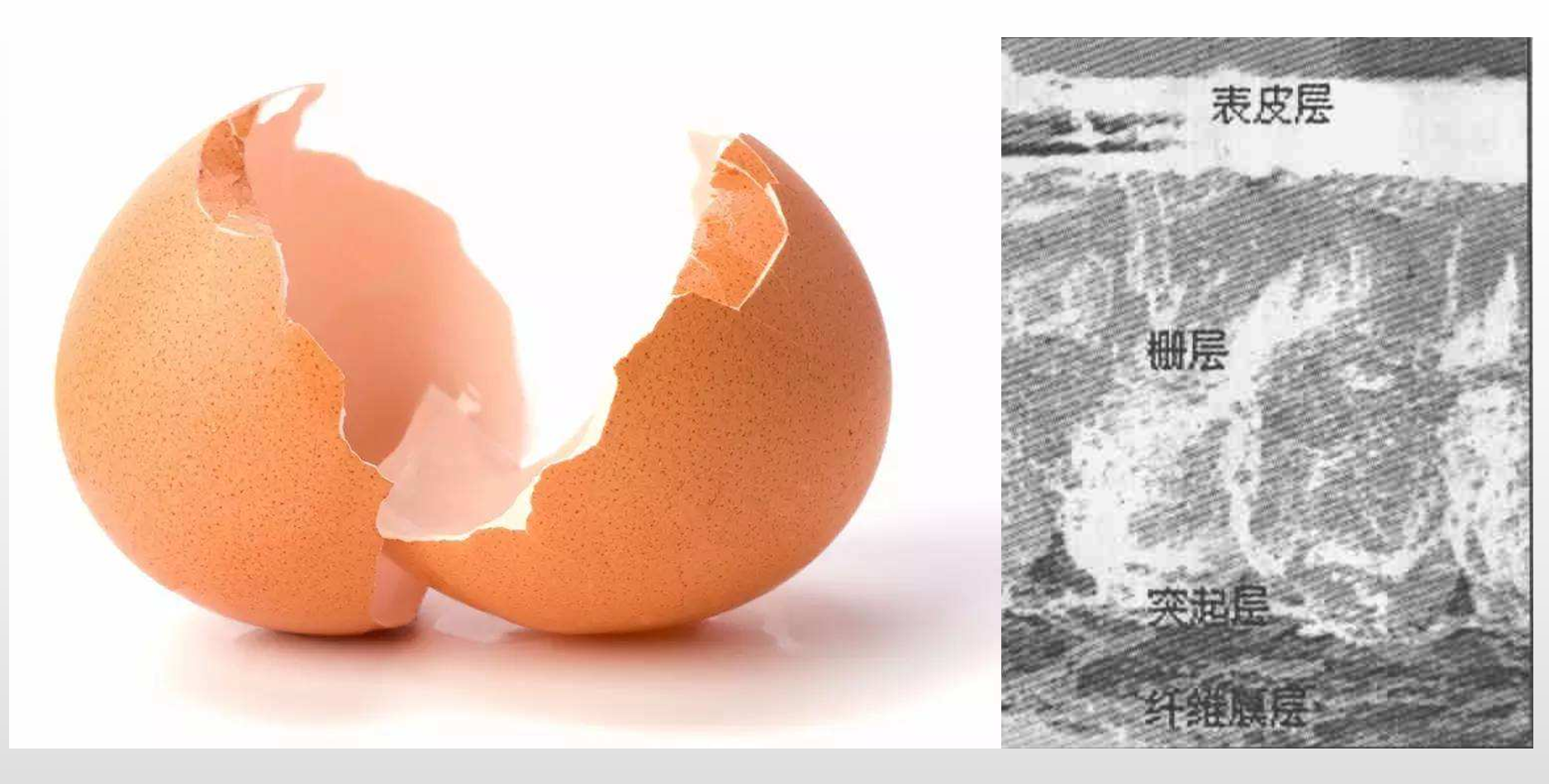 没错鸡蛋会呼吸.