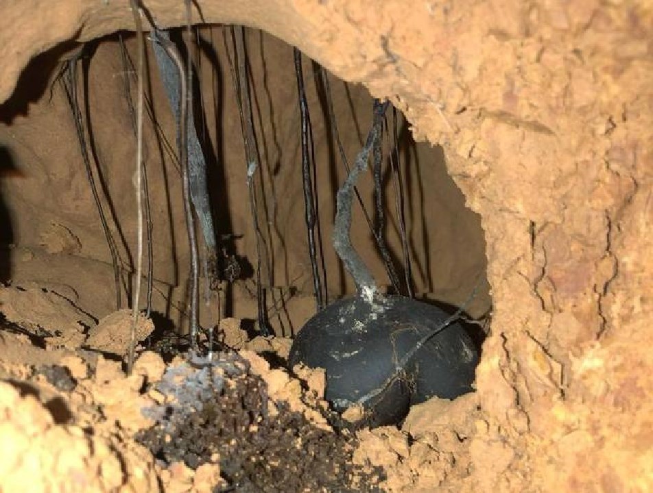 The fungus that grows in termite nests is more expensive than gold. Why are those who dig it unwilling to sell it?