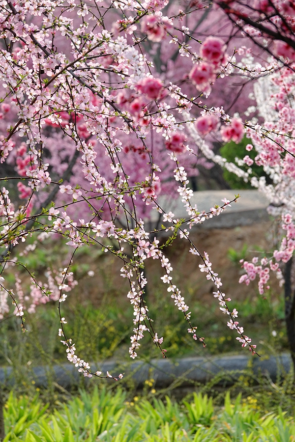 春花烂漫翠柳舞