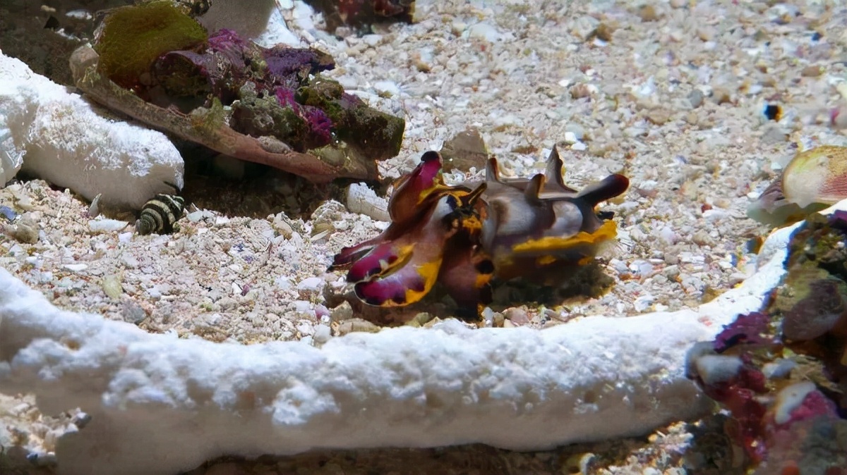 The only poisonous squid in the world-the flame squid - iMedia