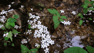 人均300+这个避暑胜地堪称“中国最美后花园”，