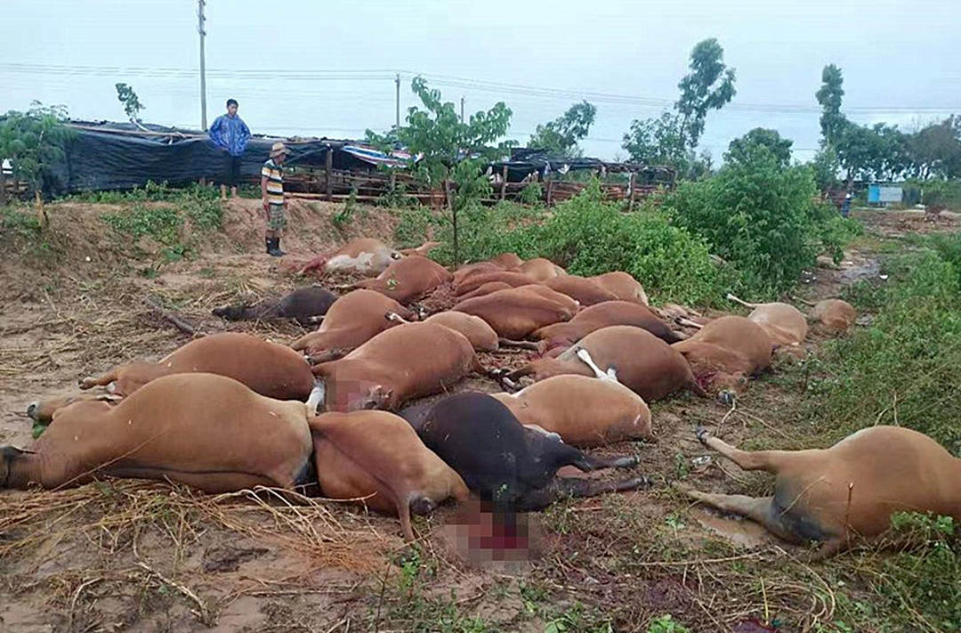 海南42头牛遭雷击死亡事件发生原因是什么牛棚应该考虑安装防雷设施