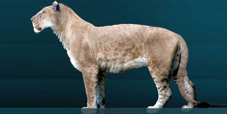 为什么只有大型的猫科动物而没有大型犬科动物