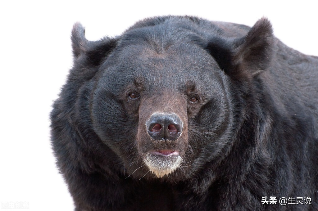 The Tibetan mastiff fights three black bears bravely. In terms of ...