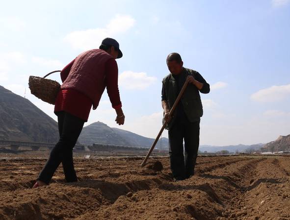 谷贱伤农为何中国农民常常盲目扩张种植？