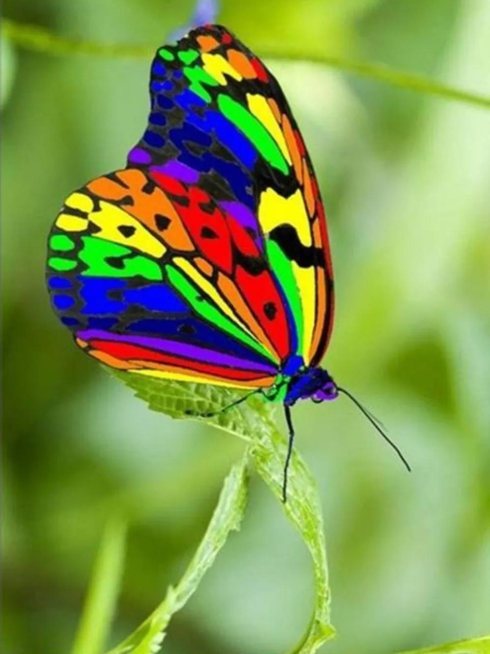 美女花蝴蝶手机壁纸推荐 网游小鱼儿 Mdeditor