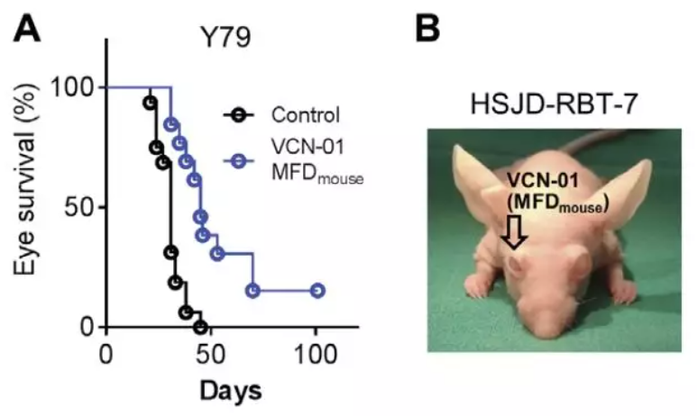 Ȩ���о�����ϸ��������Ѫ���������ڣ����Ƿ������ж������