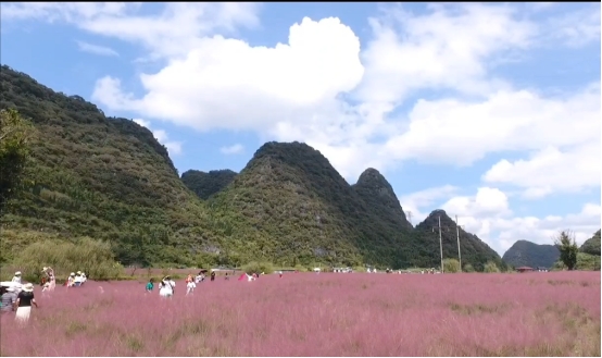 贵州长顺：粉色海洋里的“护花使者”