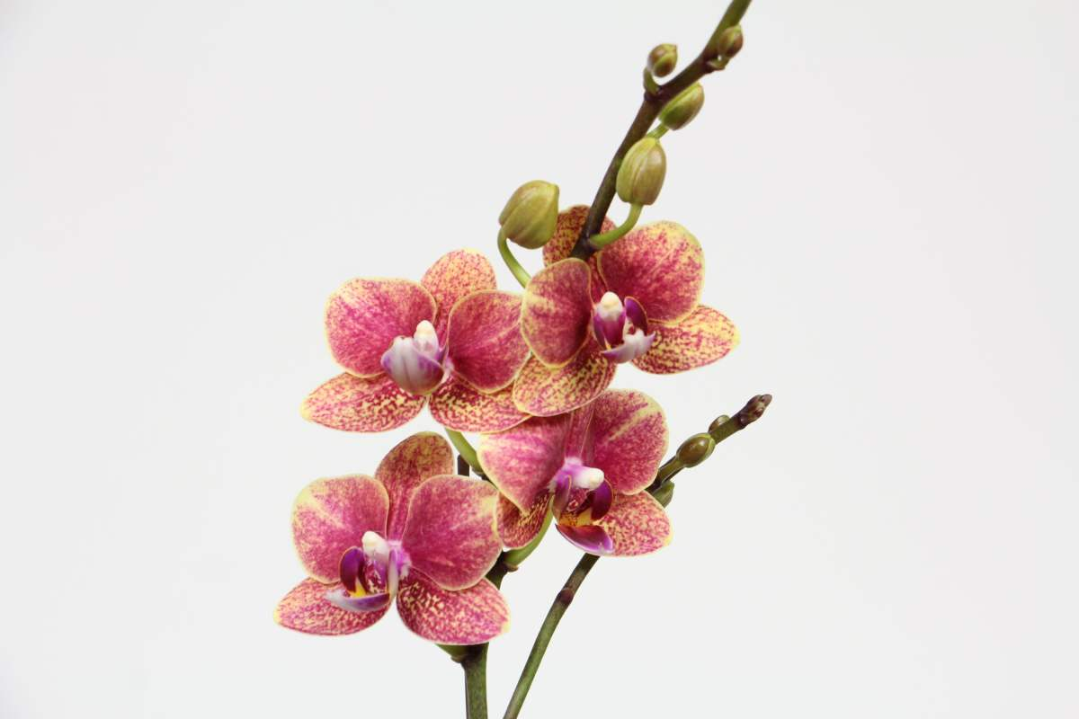 The most popular " year night is spent " , the Spring Festival raises casually, lively festival