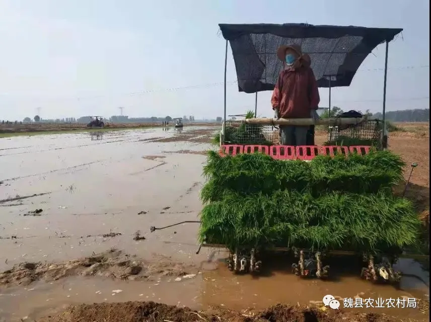 邯郸魏县水稻试种正式启程——渔米之乡呼之欲出