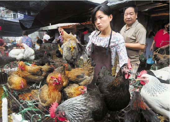 逐步取消活禽市场交易的消息传来，养殖户有点
