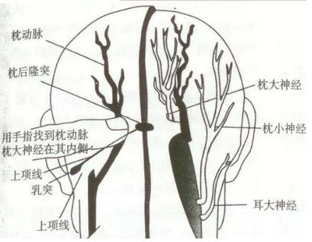 浅谈颈部解剖之“肌肉”