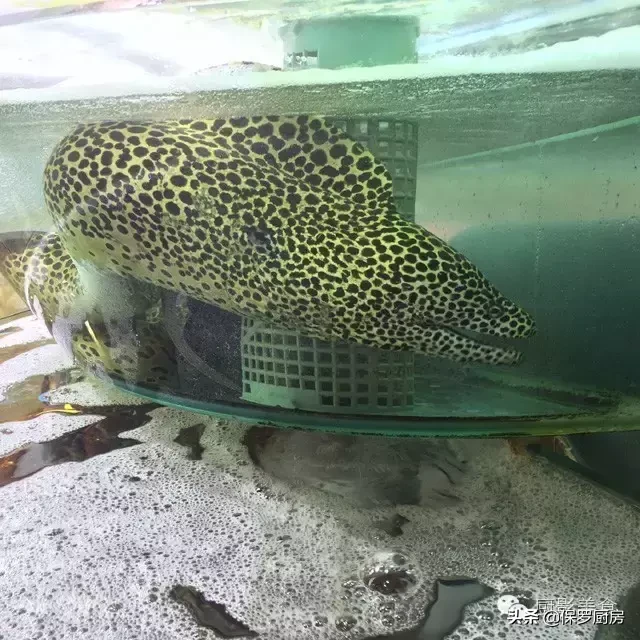 史上最全的顶级“海鱼”海鲜大全,全吃过的你人生就到达了巅峰!