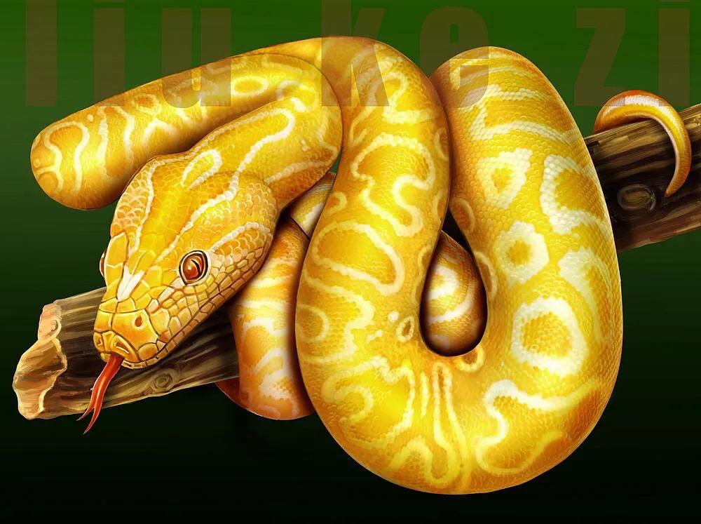 China's only python - iNEWS