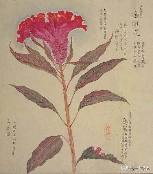 工笔花卉植物写生要领