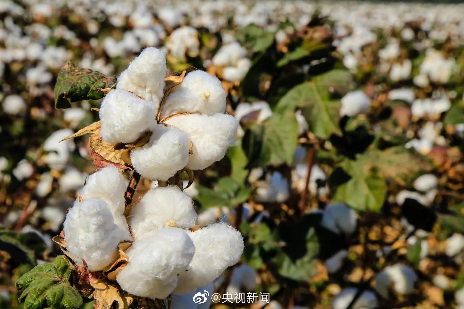 The cotton with snow-white Xinjiang