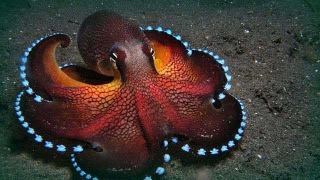 「章鱼」的智商：学习能力、记忆能力这么强，为什么不会进化成高等生物