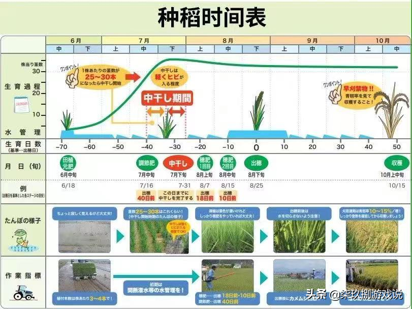 硬核到去农业局官网找攻略的种稻模拟器？《天穗之咲稻姬》简评