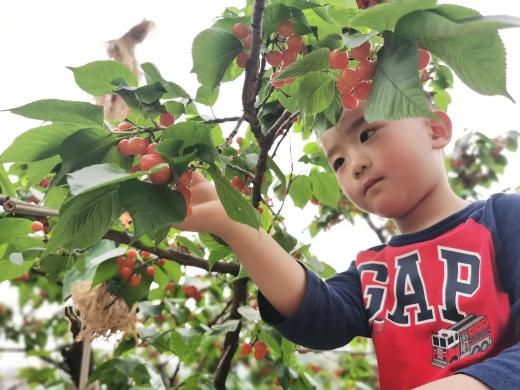 天府新区华阳幼儿园西区开展“幼儿园里的樱桃树”主题活动