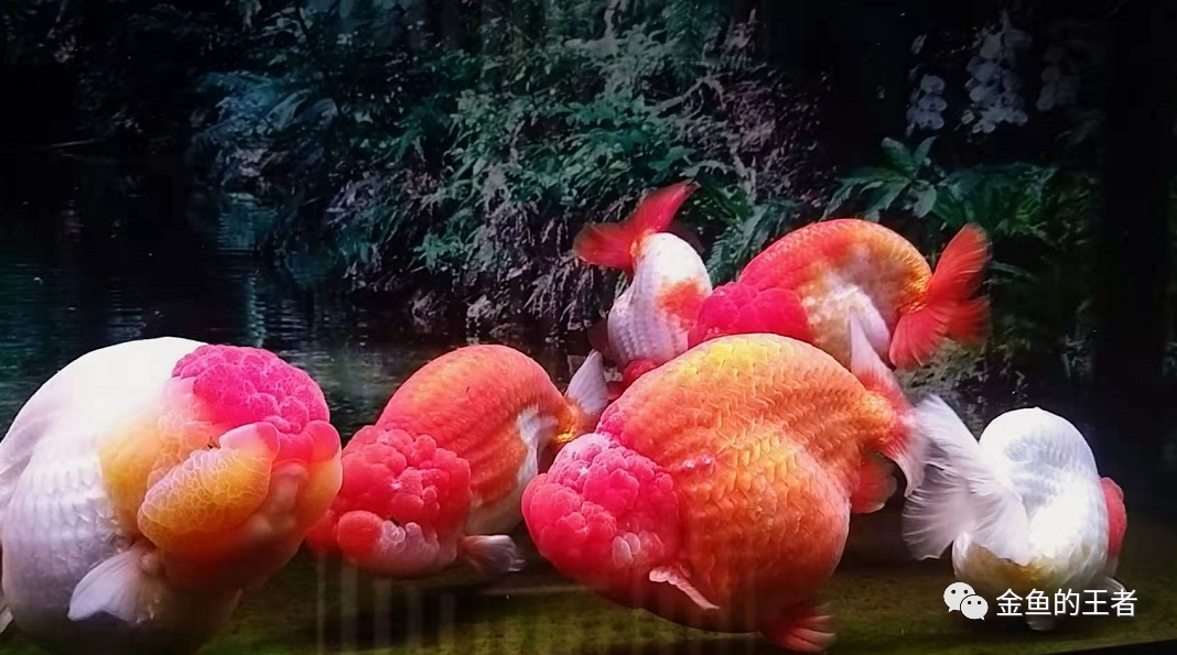 台灣大哥入坑水族年 3口魚缸4噸水體養金魚 魚友 條條是精品 金魚的王者 Mdeditor