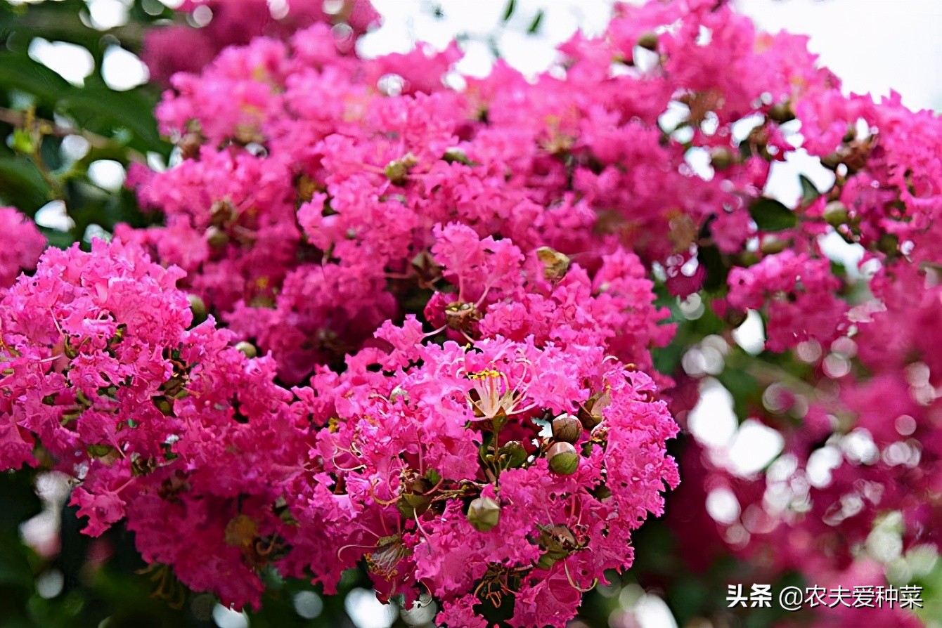 此花名叫 百日紅 越熱越開好 花朵美豔 養一棵滿樹繁花 農夫愛種菜 Mdeditor