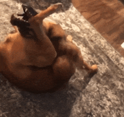 20張搞笑圖片：原來狗狗也可以這麽萌這麽可愛