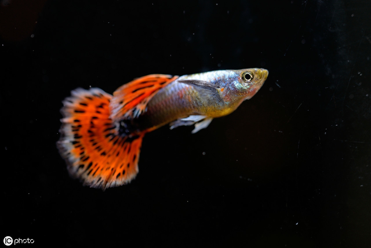 孔雀花鳉 Poecilia Reticulata 孔雀魚 天天看點