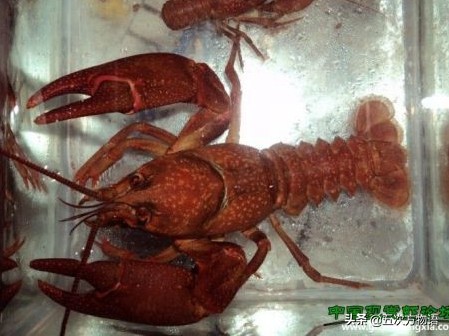我国本土的淡水“小龙虾”，你了解吗？
