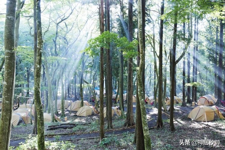 日本松茸濒临灭绝，只因森林太茂盛？