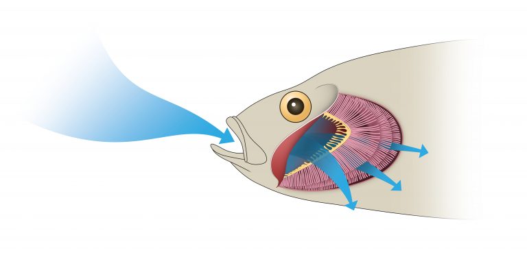 鱼鳃呼吸的验证：呼吸氧气与呼出二氧化碳