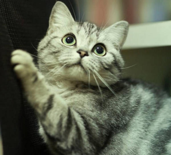 What should I do if the cat's poop smells bad? iMedia