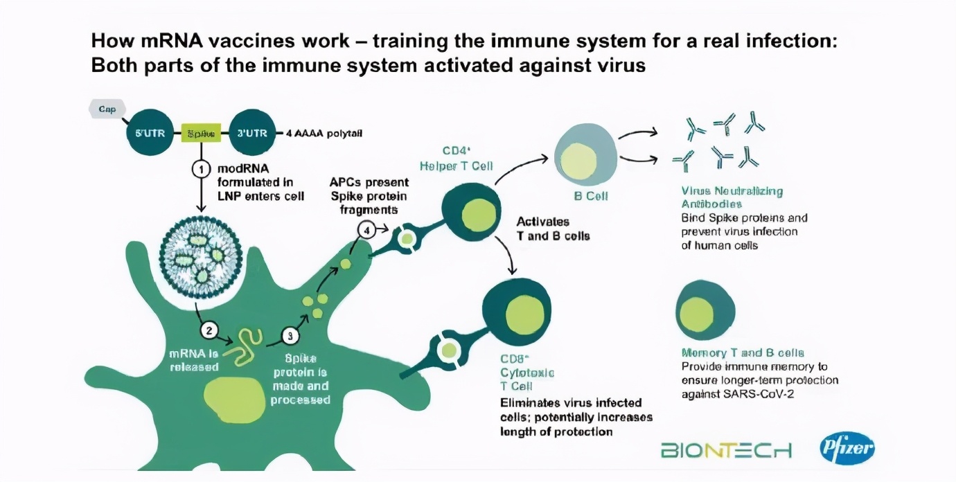 辉瑞mRNA已获批上市，其安全性如何？详解NEJM发表的辉瑞疫苗临床试验结果安全性数据