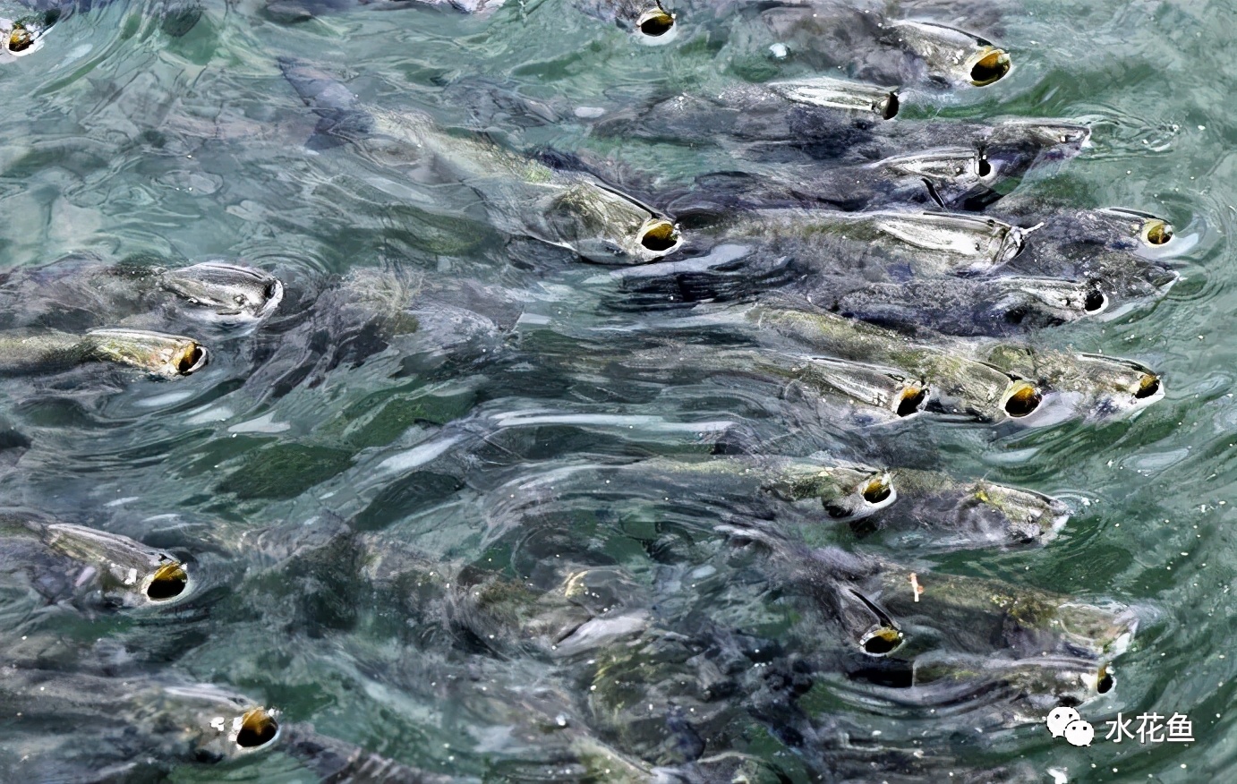 提前预测鱼类可能浮头的方法及其缺氧翻塘的急切解救措施