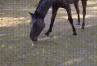 食草動物只吃素？牛馬羊鹿也吃雞