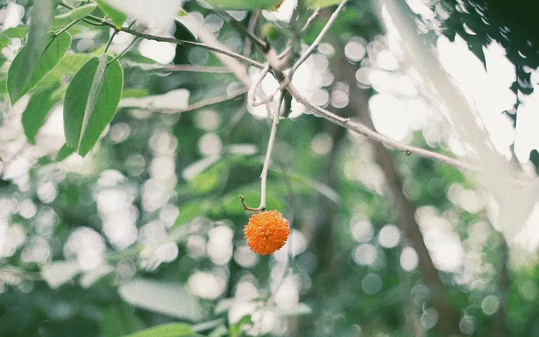 6首唯美爱情古诗词：此生愿与君白首，不负花开不负卿