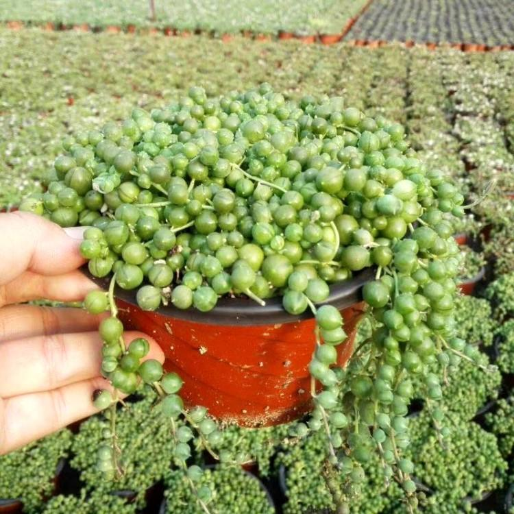 网购花卉易“受骗”，生气又费钱？教你3点别再“看走眼”