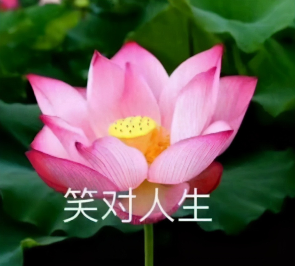 "还配上了"笑对人生","无所谓,也有点累的表情包",想必对于谣言也十分