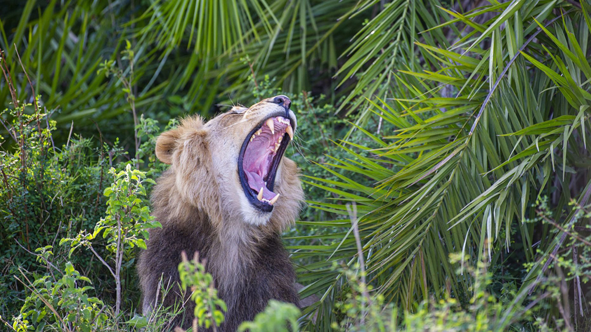 大猫趣闻：狮子咆哮一声吓到摄影师之后，满意地笑了-第2张图片-大千世界