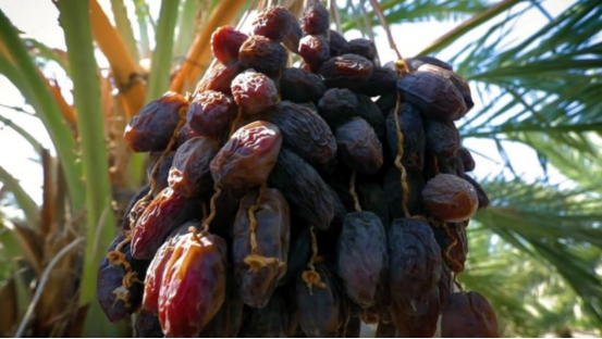 迪拜土豪最爱的零食，原来也不是稀罕物，在中